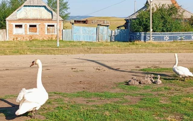 В Башкирии семья лебедей поселилась в пруду и ходит гулять в деревню
