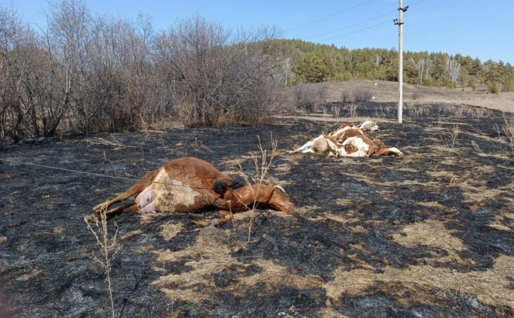 Упавшая ЛЭП в Башкирии убила шесть коров и вызвала пожар