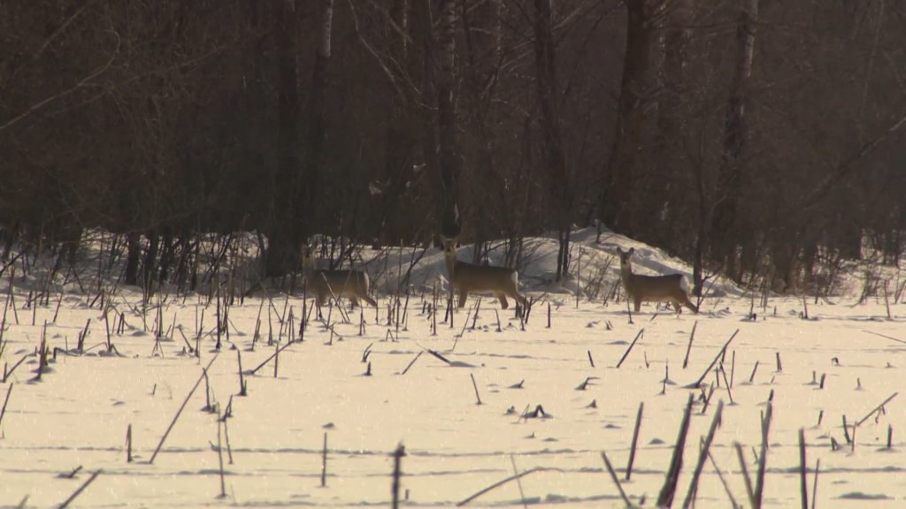 Видео: в Башкирии засняли косуль за трапезой