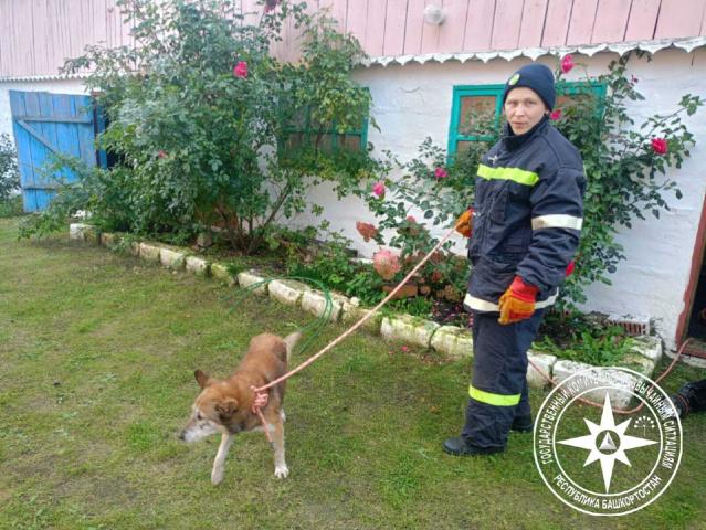 В Башкирии спасатели помогли упавшей в погреб собаке