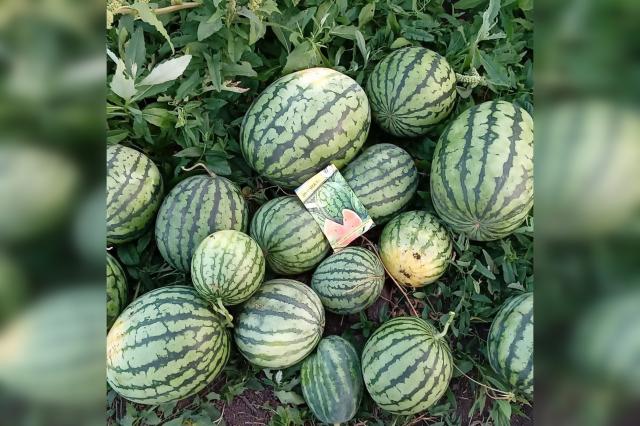 Житель Башкирии создал у себя в огороде плантацию арбузов