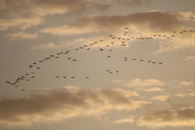 Над башкирской деревней пронеслась огромная стая диких гусей