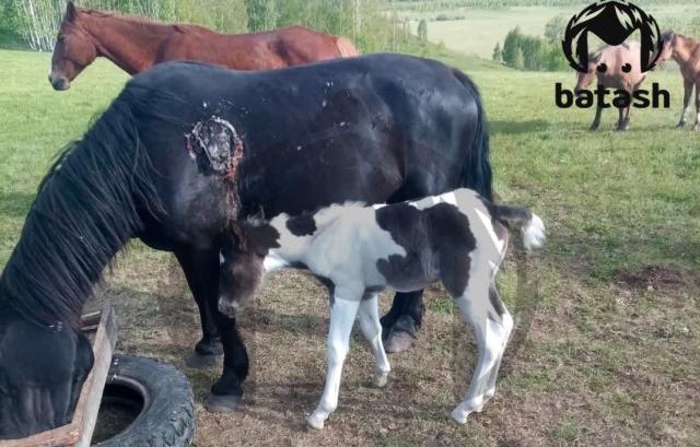 В Башкирии голодный медведь напал на лошадь