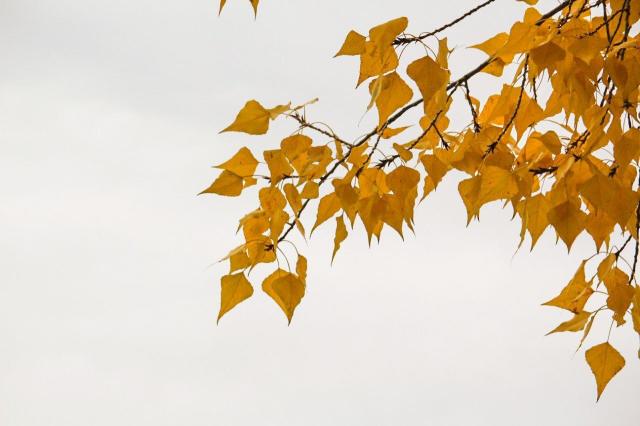 В Баймаке в лесу заблудилась семья с пятилетним ребенком