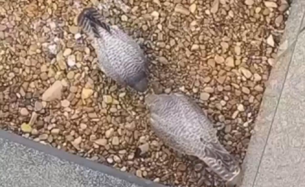 Семья сапсанов на крыше небоскреба в Уфе снова станет родителями