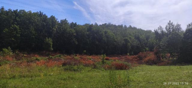 В одном из районов Башкирии вырубили несколько гектаров деревьев и так оставили