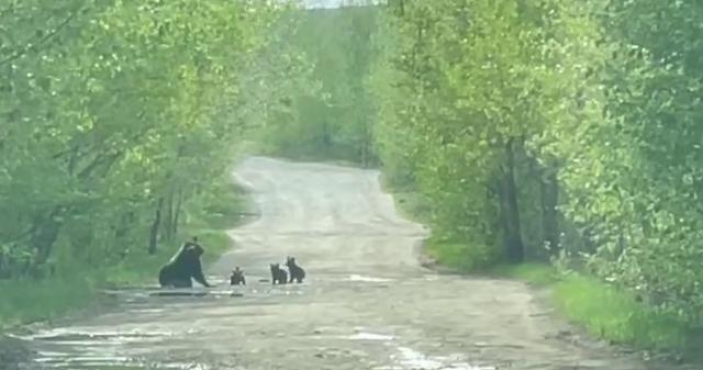 В Башкирии туристы встретили медвежье семейство прямо на дороге