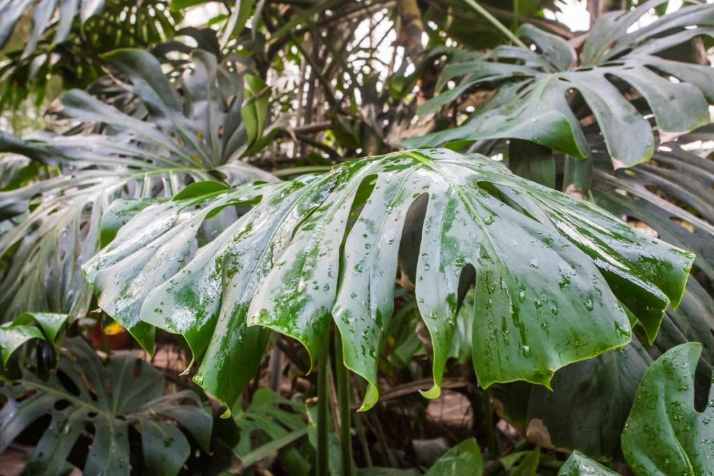 В Стерлитамаке появится питомник растений