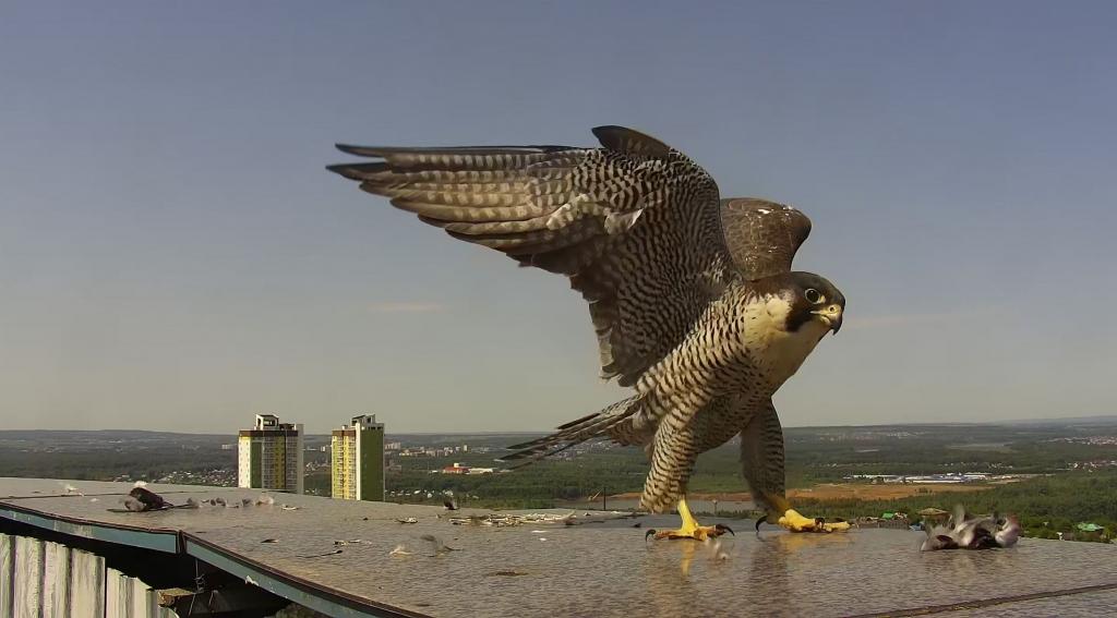 Семья сапсанов вернулась на крышу уфимского банка
