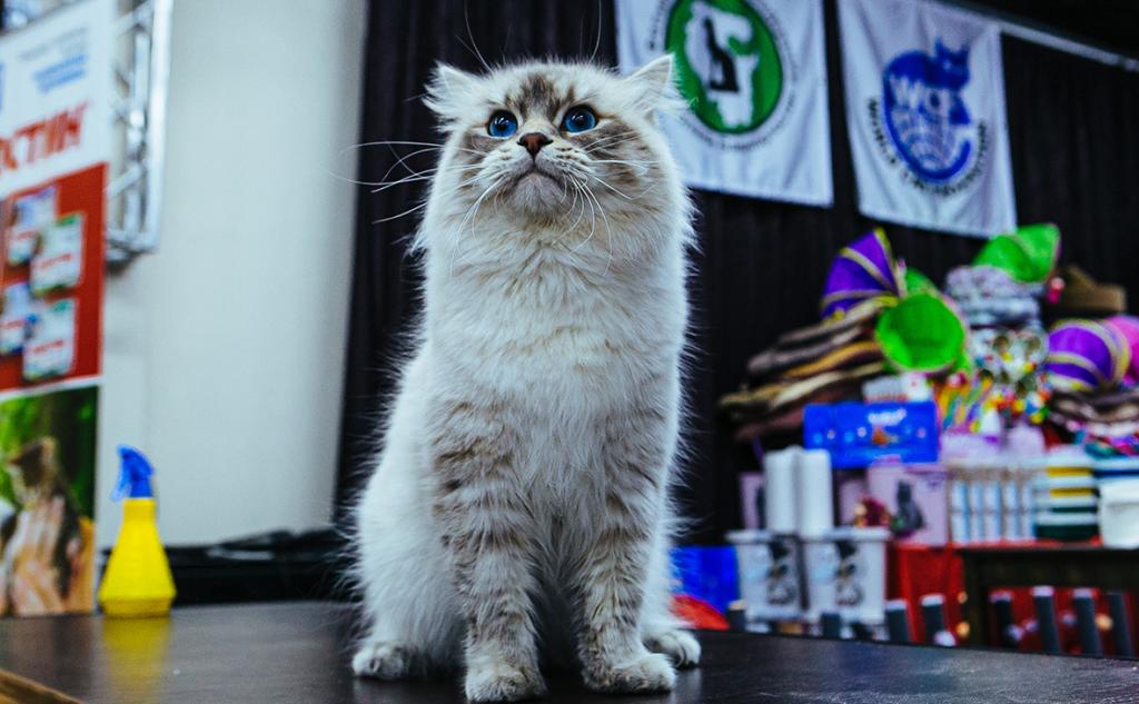 Котики, змея, улитка и еще раз котики – фоторепортаж с выставки уникальных животных в Уфе