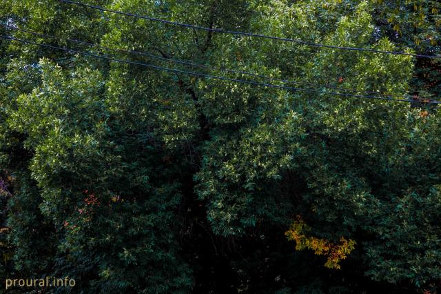 Учалинские лесоводы восстанавливают природу Башкирии