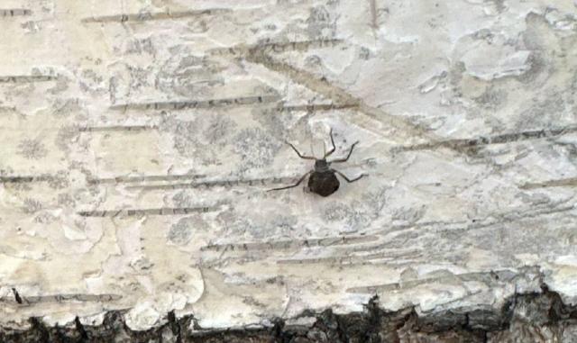 Роспотребнадзор опроверг данные о нашествии клещей в Уфе