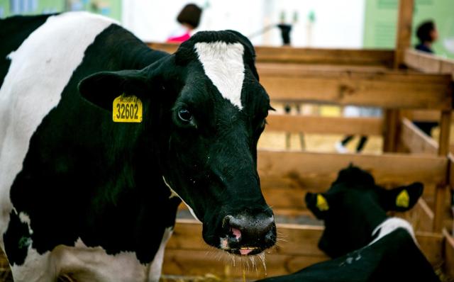 Молочная отрасль на годы станет ключевой для АПК Башкирии — Минсельхоз