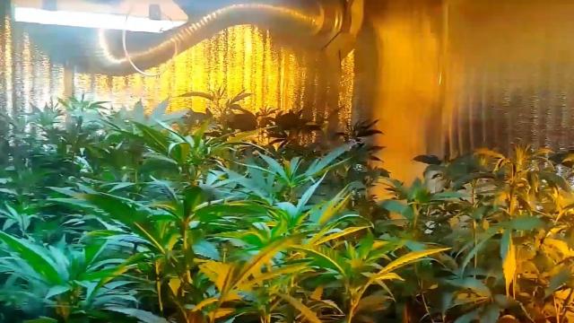 Двое уфимцев вырастили в трехуровневом гараже 106 кустов марихуаны