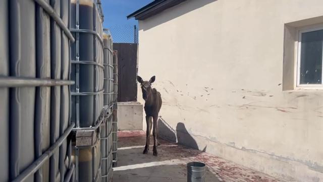 В уфимской Черниковке поймали годовалого лосенка
