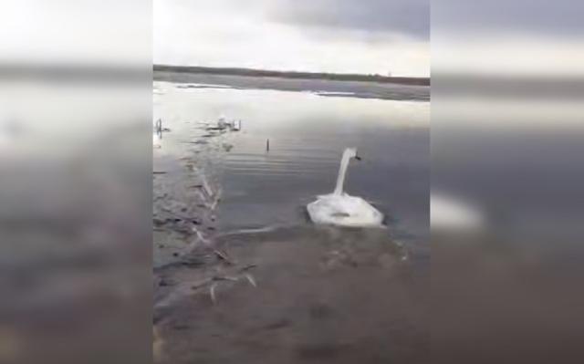 Рыбаки в Башкирии спасли лебедя, запутавшегося в сетях