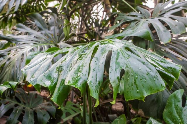 В Стерлитамаке появится питомник растений