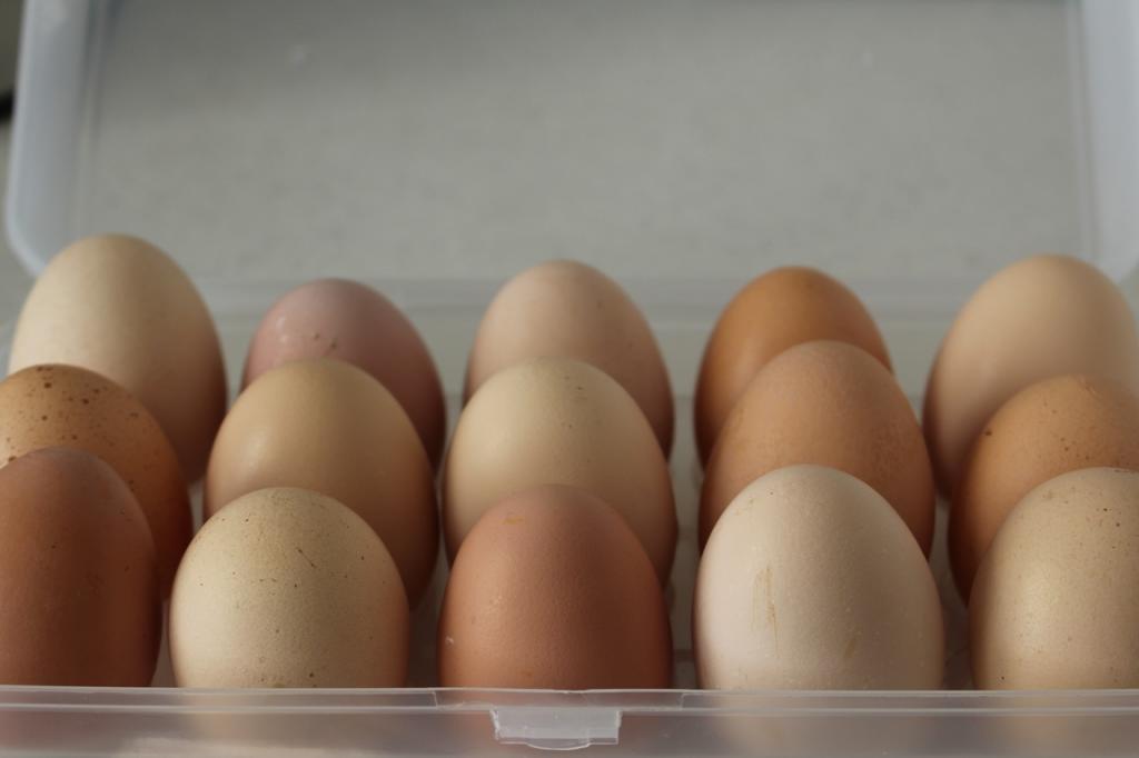 В Башкирии планируют построить мини-птицеферму