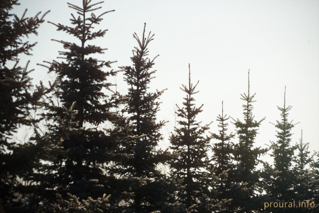 В лесу в Башкирии потерялся четырехлетний мальчик