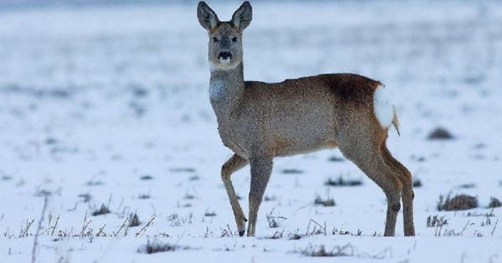 Популяции лося и косули в Башкирии за десятилетие удвоились