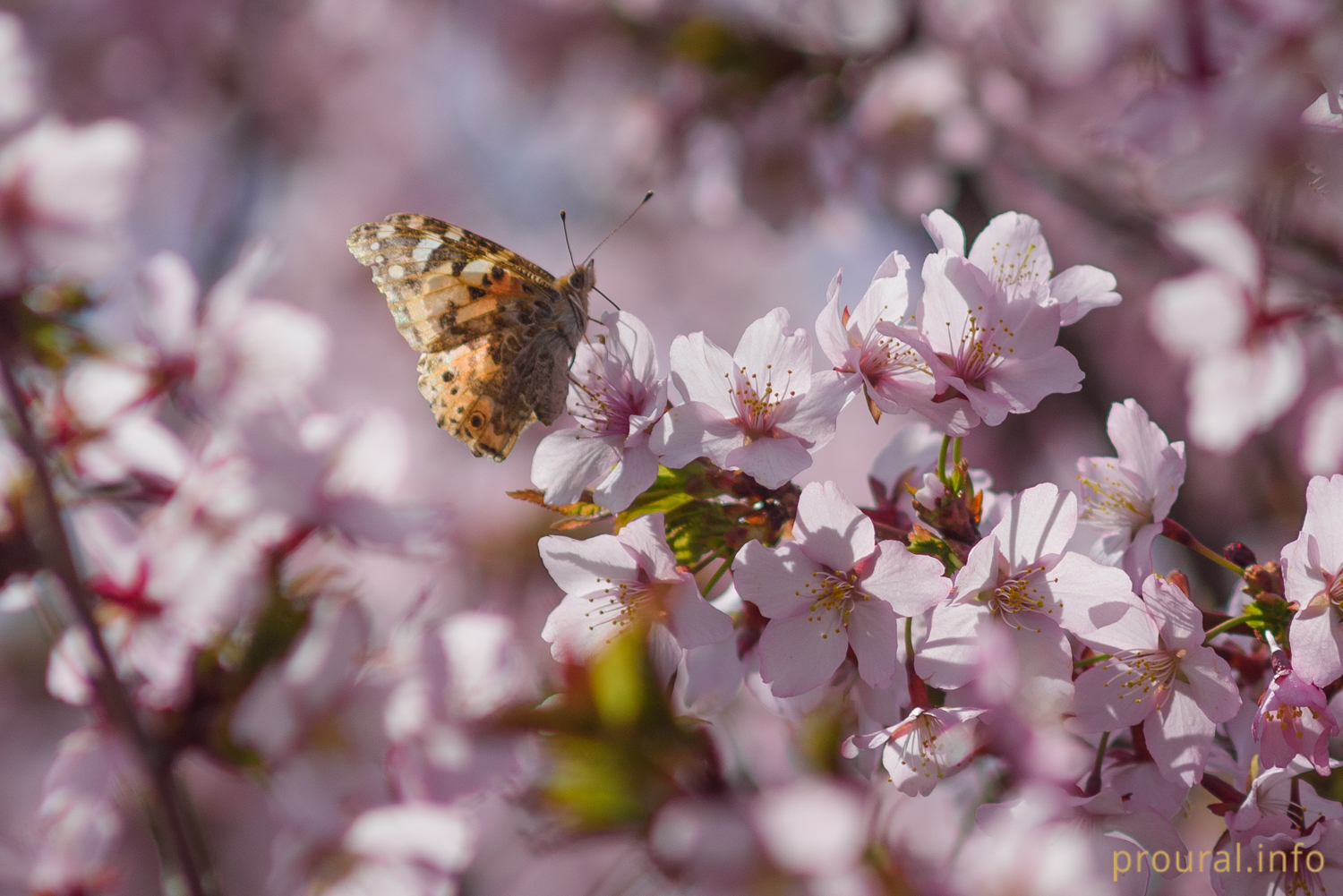 Япония в Уфе, фоторепортаж о том, как в столице Башкирии расцвела сакура