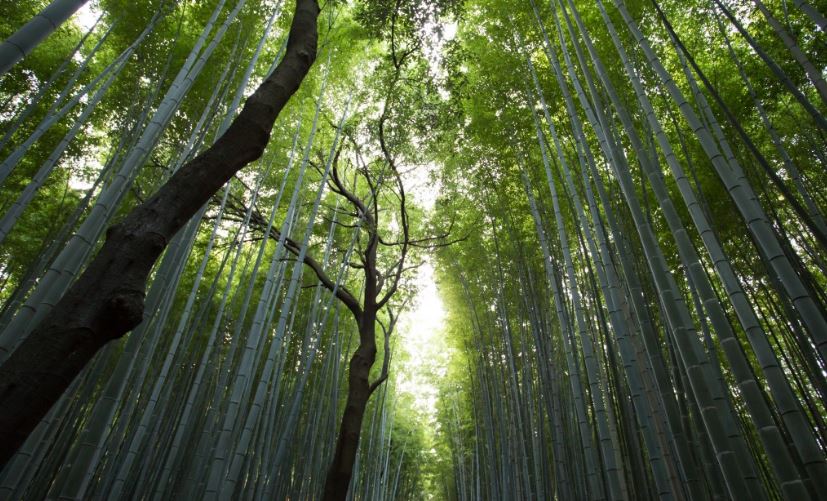 В Башкирии дедушка ушел за вениками в лес и пропал