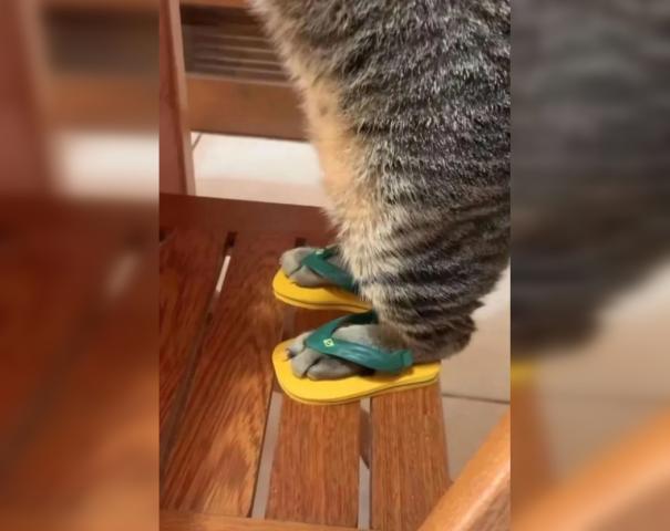 Уфимец выствил на продажу «кошачьи сланцы»