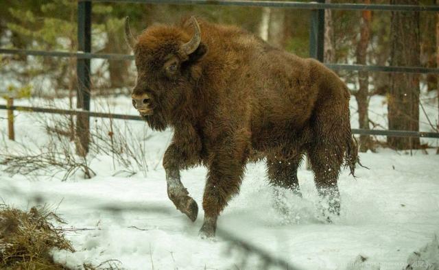 В Башкирию завезут еще одну партию зубров из Белоруссии