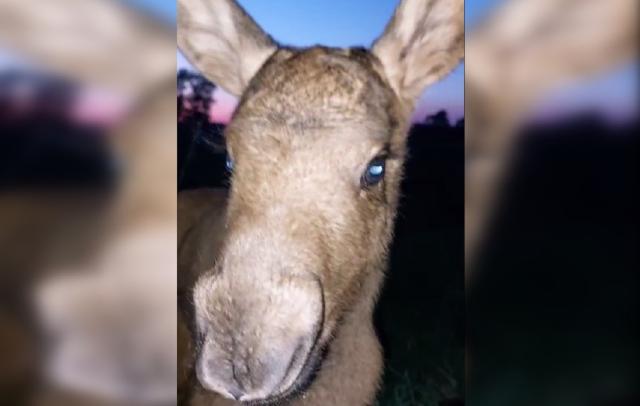 Егеря нашли лосенка-сироту в лесу на юге Башкирии