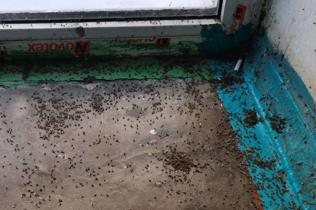 В Уфе в подъезде жилого дома развелось огромное количество мошек