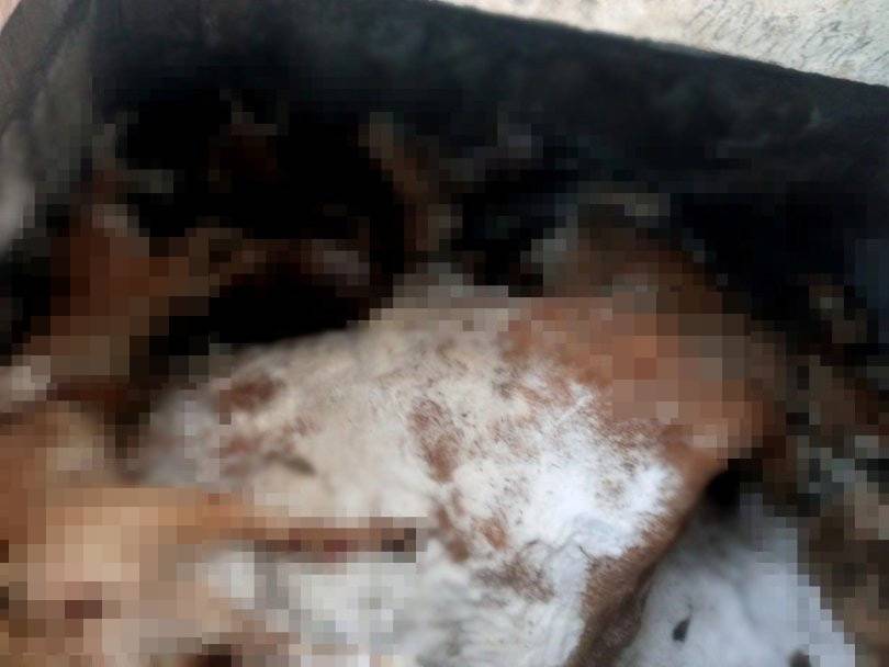 В башкирской деревне обнаружили захоронение собак