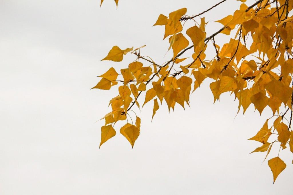 В Баймаке в лесу заблудилась семья с пятилетним ребенком