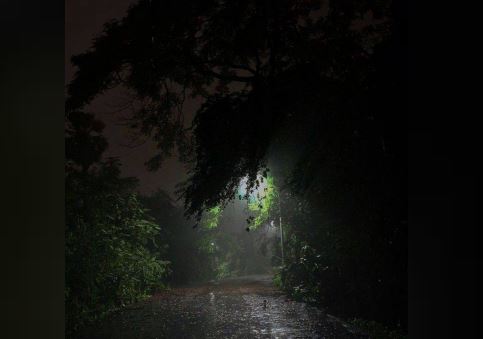 Уфимец упал с дерева, пытаясь снять с него кошку