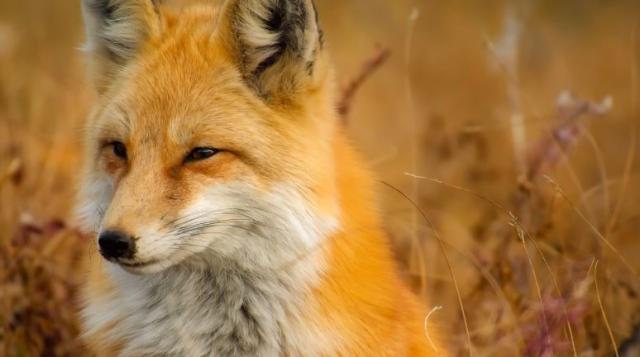 В Башкирии будут премировать за добычу лисиц и волков