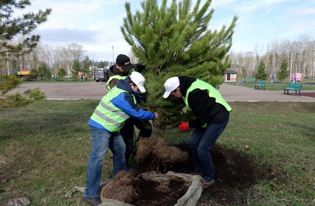 В Башкирии за выходные посадили 85 тысяч деревьев