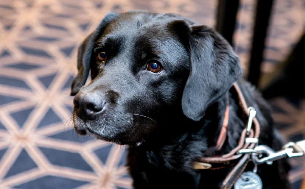 Мэр Уфы предложил создать школу собаководов