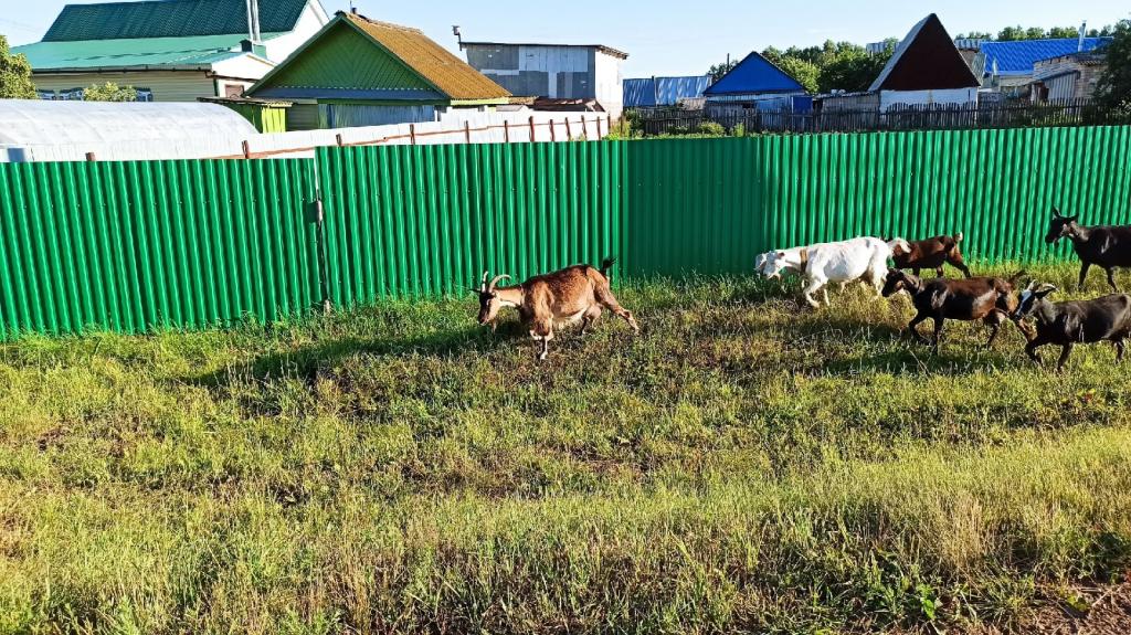 В Башкирии фермерам и предпринимателям разрешат заниматься племенным животноводством