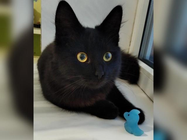 Уфимец вернулся домой из зоны боевых действий вместе с котом