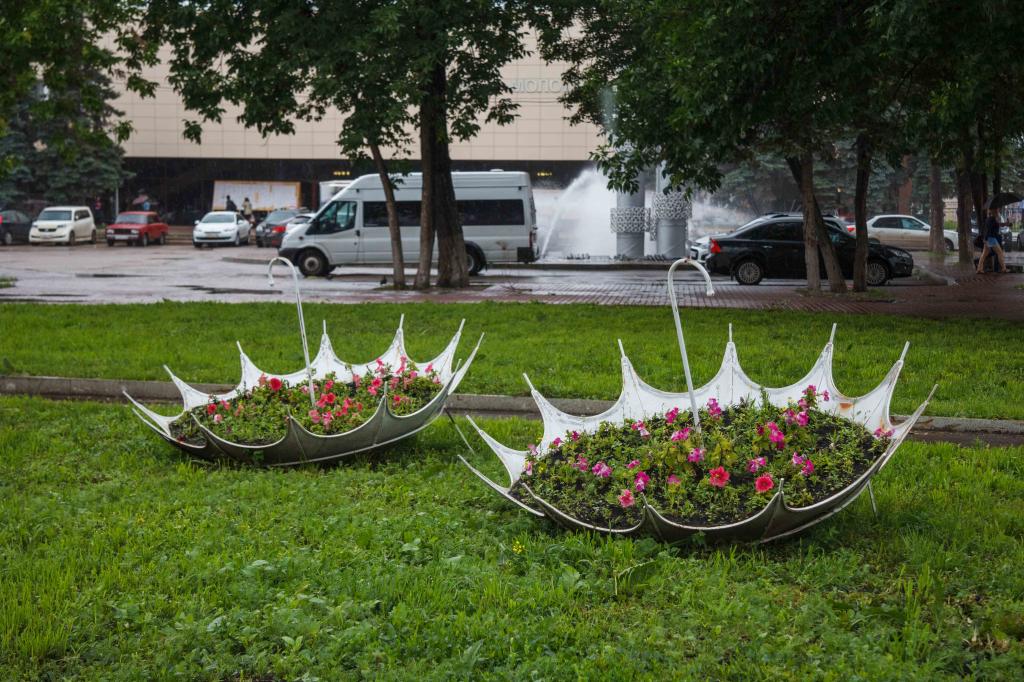 В Уфе вандалы украли с городских клумб 350 гортензий