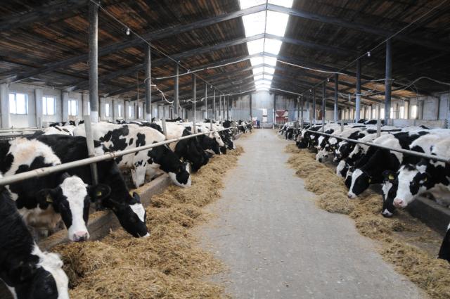 В Башкирии до 2030 года проведут генетическую экспертизу 35 тыс. коров