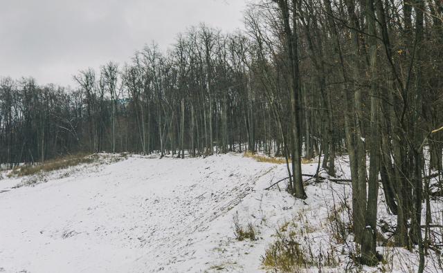 В Башкирии осудили местного жителя, который спилил деревья на полмиллиона рублей