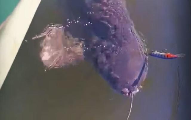 Двухметровый сом на Павловке полтора часа таскал лодку рыбака по водохранилищу