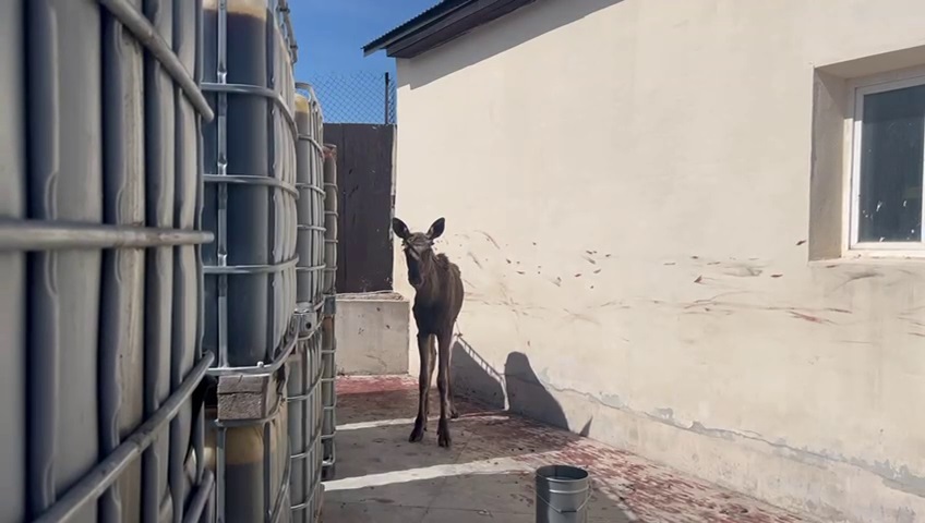 В уфимской Черниковке поймали годовалого лосенка