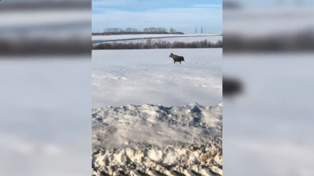 Видео: на трассе в Башкирии засняли лося
