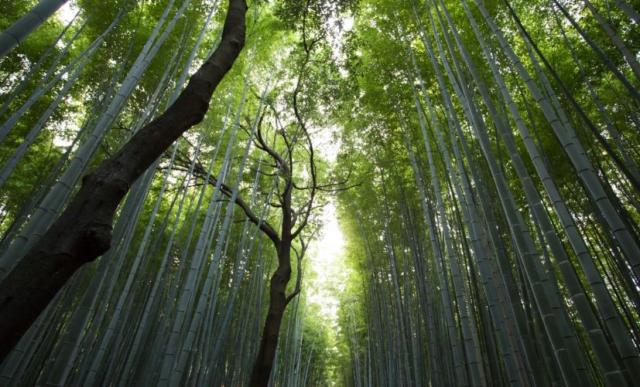 В Башкирии дедушка ушел за вениками в лес и пропал