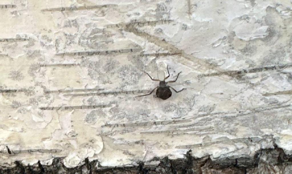 Роспотребнадзор опроверг данные о нашествии клещей в Уфе