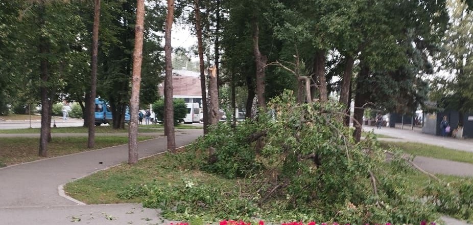 Дерево упало на уфимку на проспекте Октября