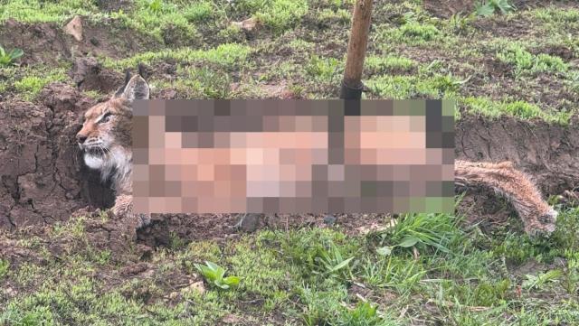 На жителя Башкирии напала бешенная рысь