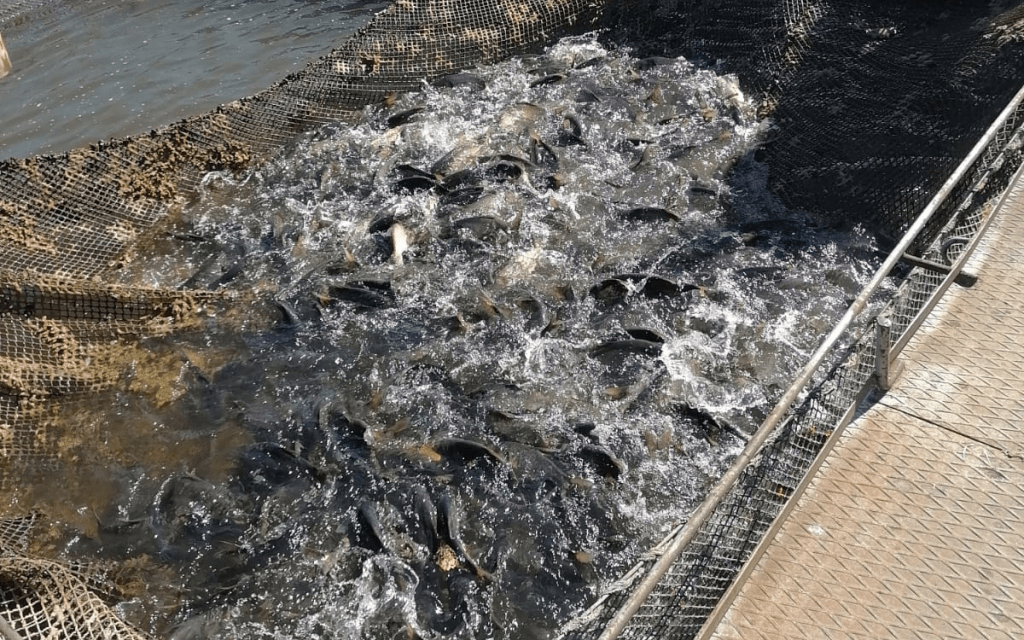 45 тыс. мальков выпустили в Кармановское водохранилище в Башкирии