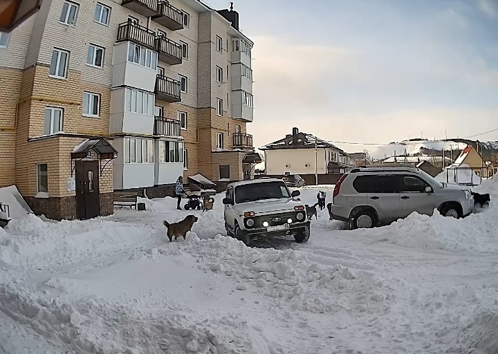В Октябрьском водитель спас детей от стаи агрессивных собак